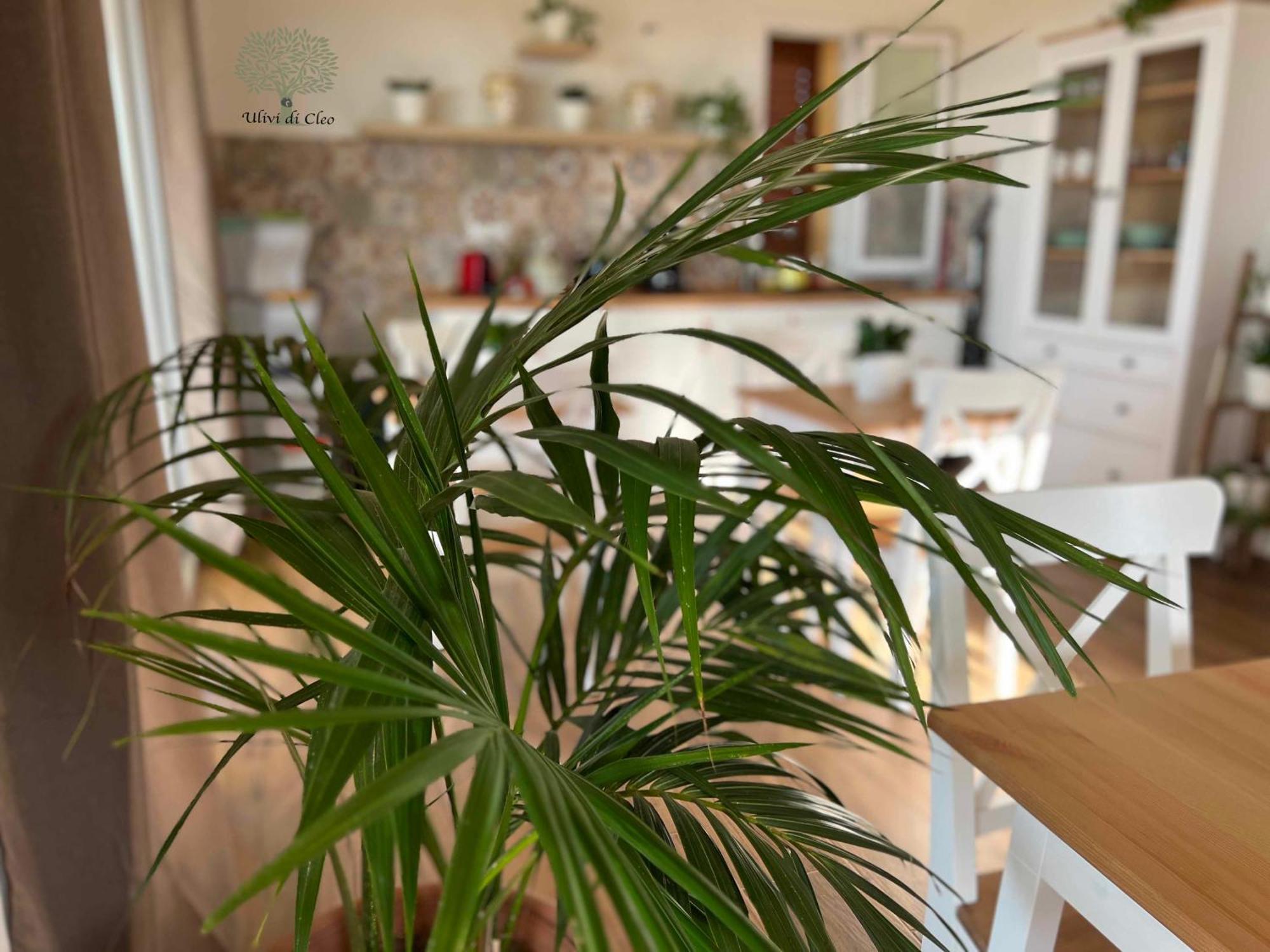 Ulivi Di Cleo Pension Realmonte Buitenkant foto